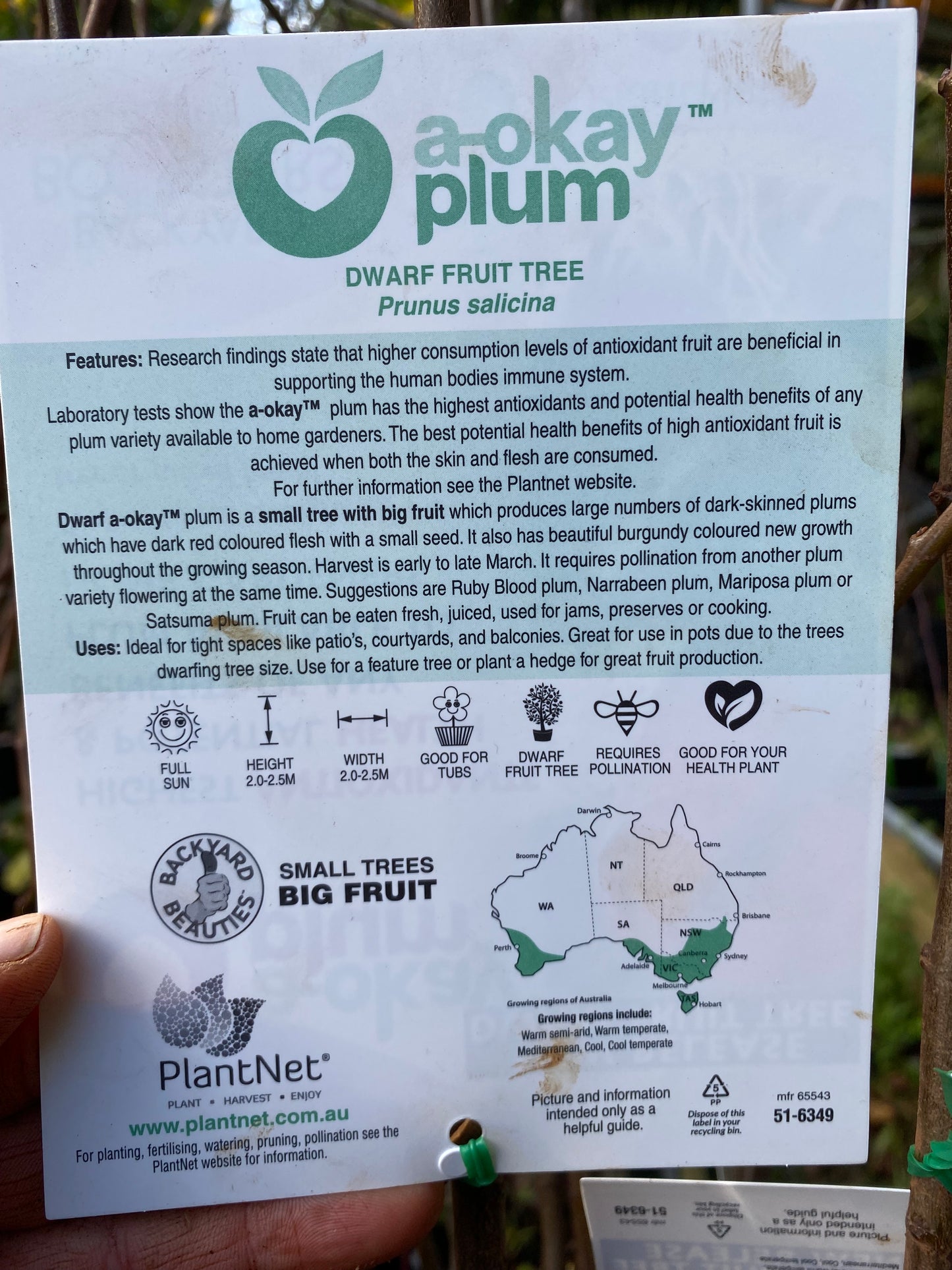 Dwarf a-okay™ Plum