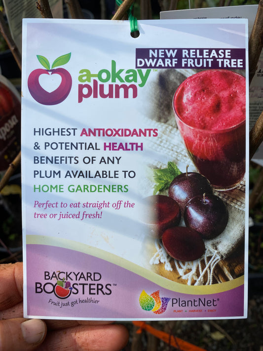 Dwarf a-okay™ Plum