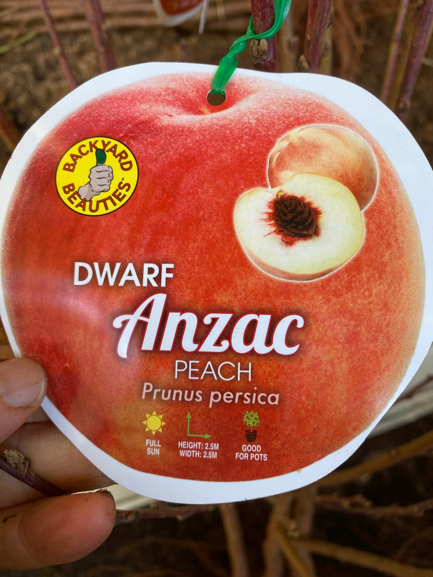 Dwarf Anzac Peach