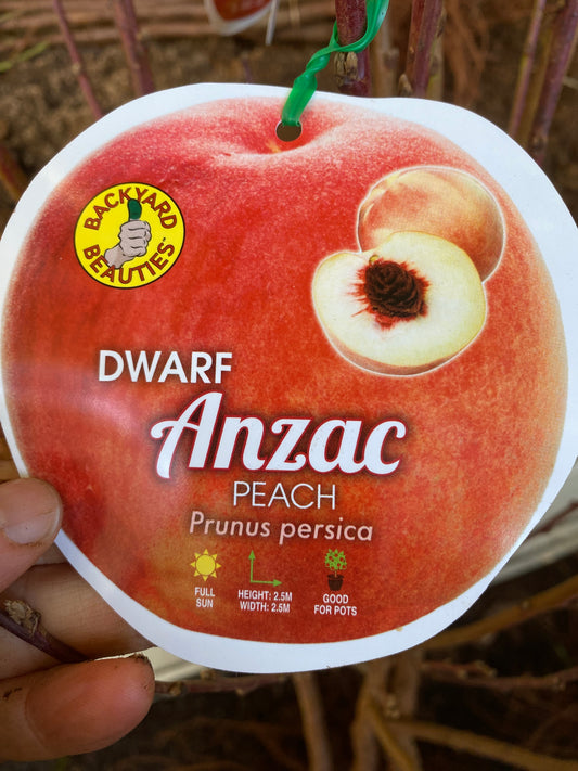 Dwarf Anzac Peach