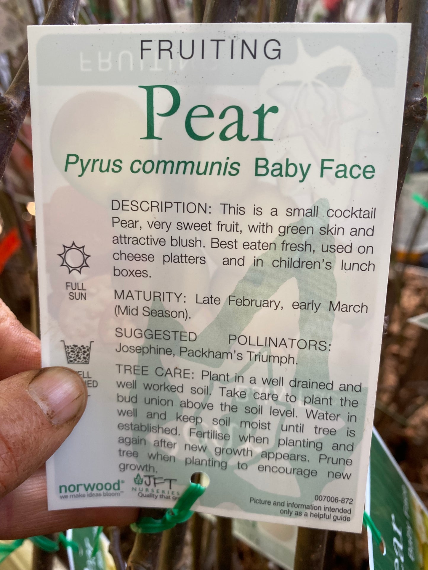Baby Face Pear