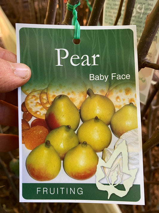 Baby Face Pear
