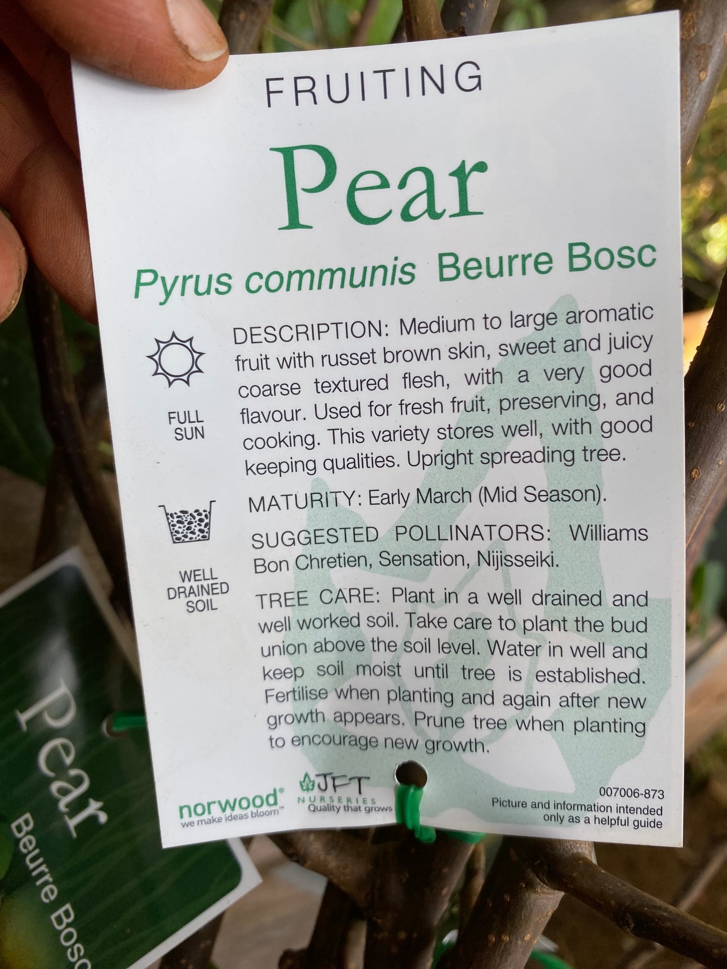 Beurre Bosc Pear