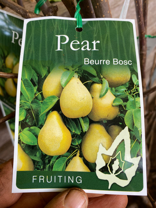 Beurre Bosc Pear