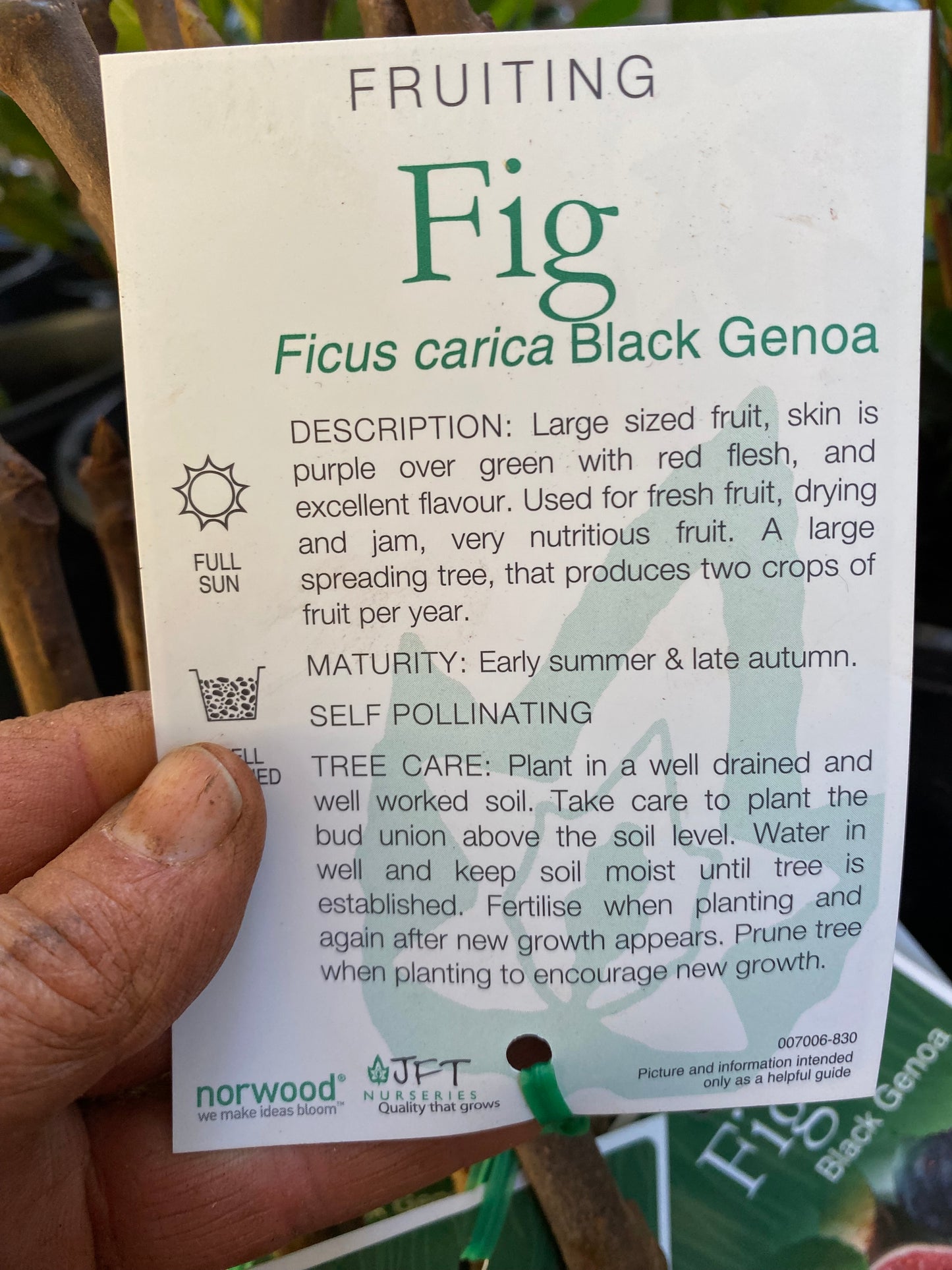 Black Genoa Fig