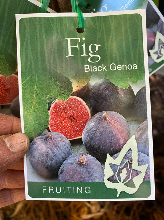 Black Genoa Fig