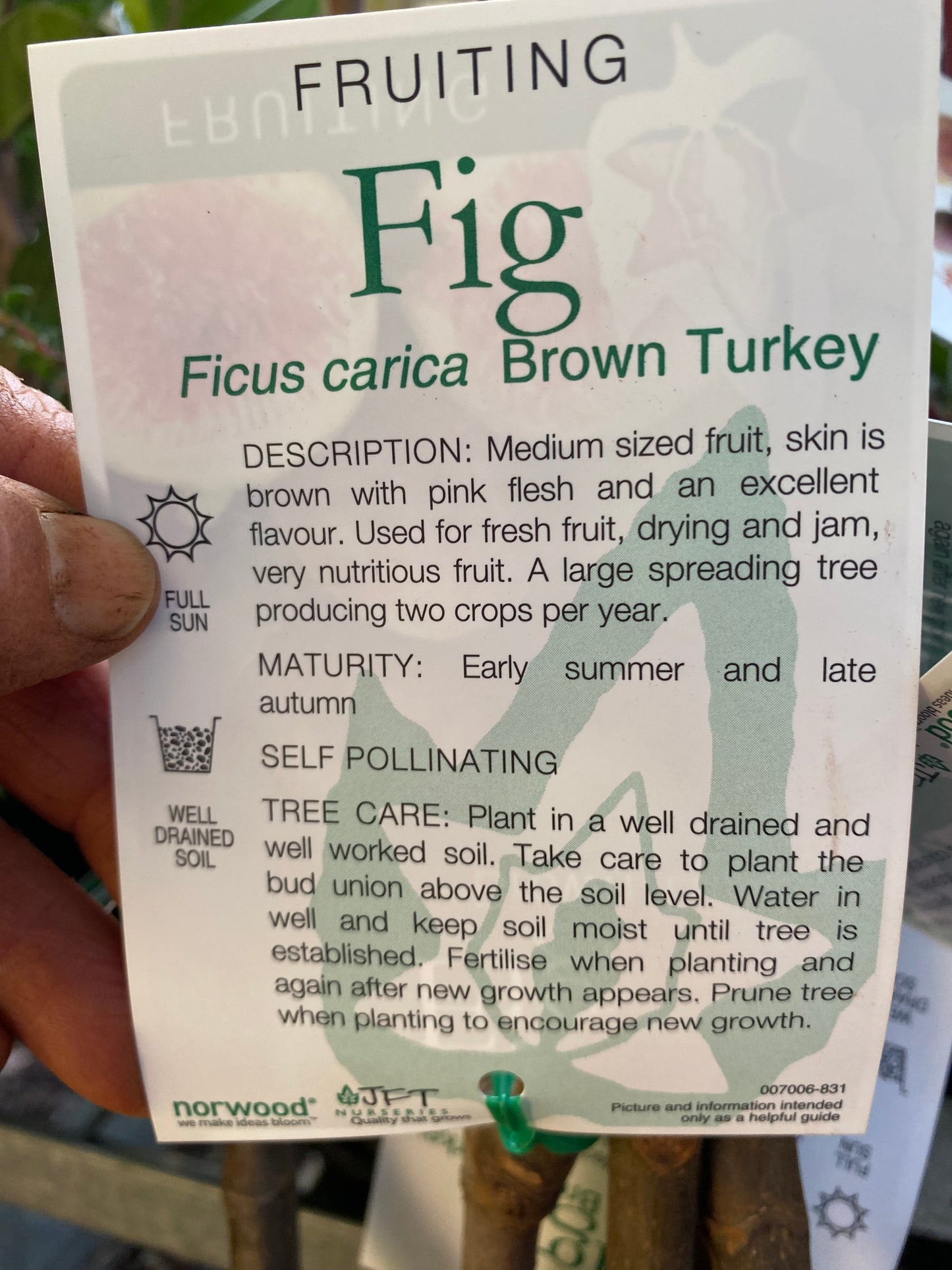 Brown Turkey Fig