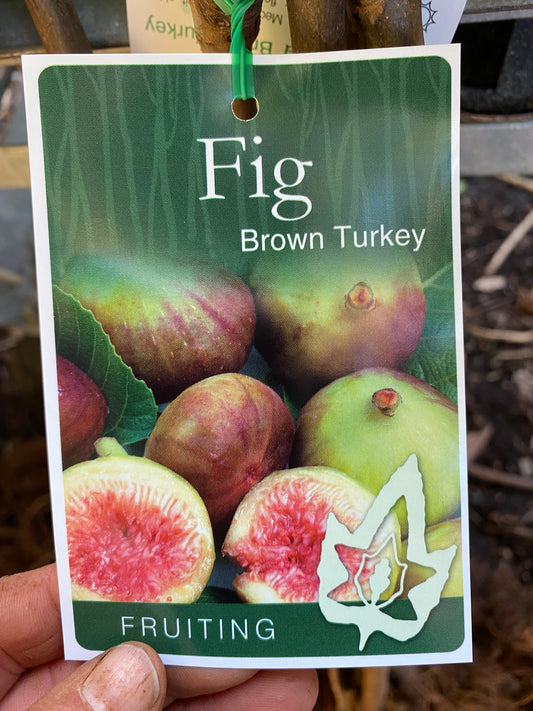 Brown Turkey Fig