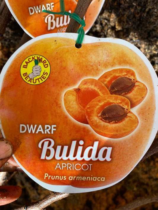 Dwarf Bulida Apricot