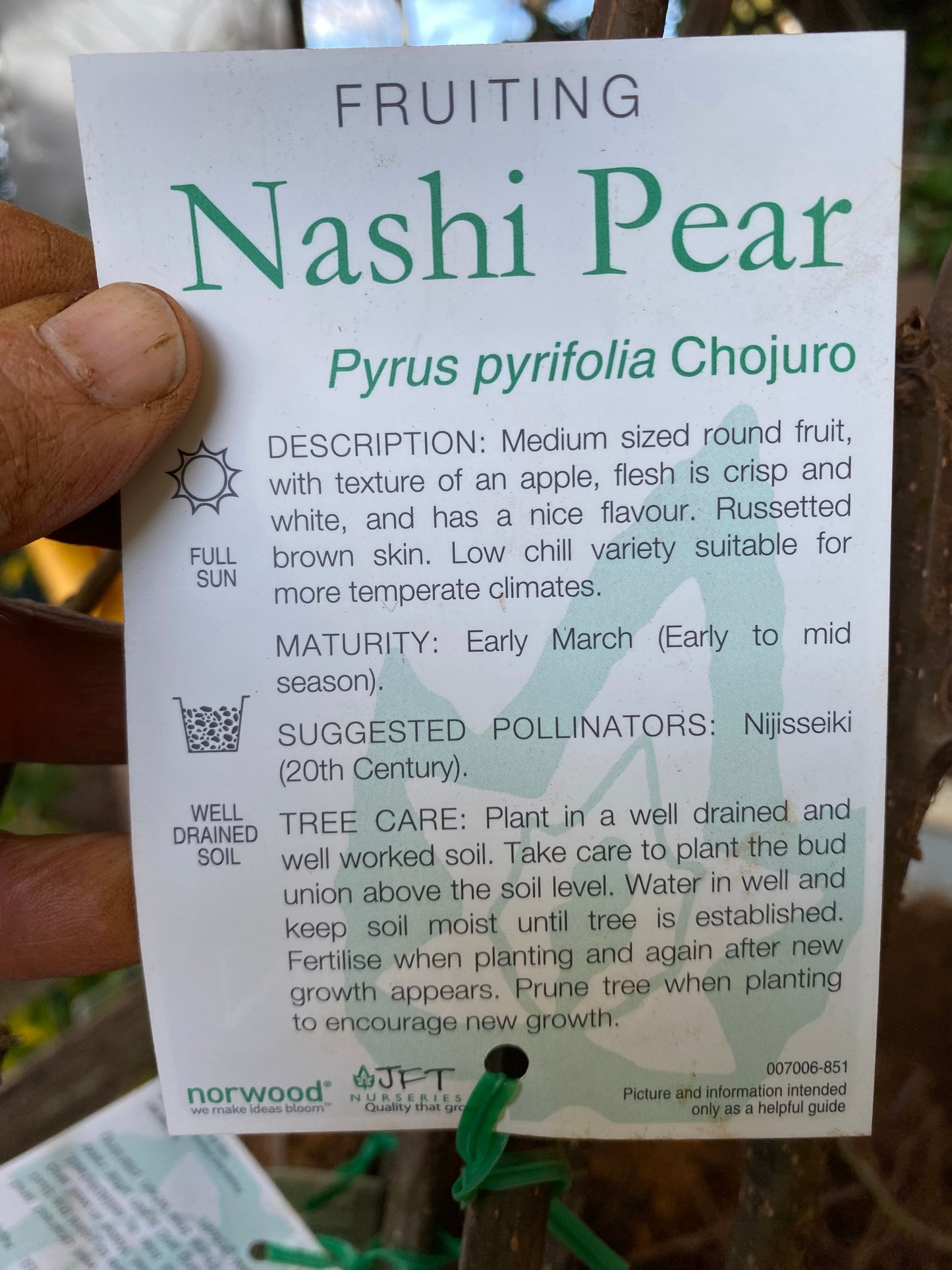 Chojuro Nashi Pear