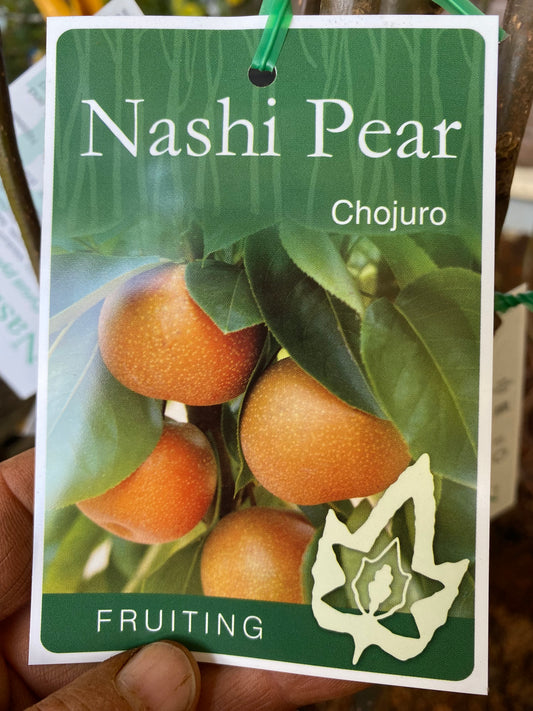 Chojuro Nashi Pear