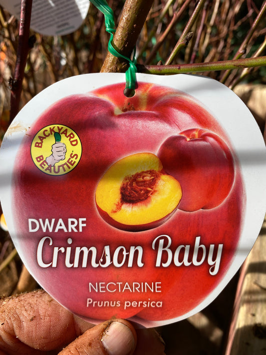 Dwarf Crimson Baby Nectarine