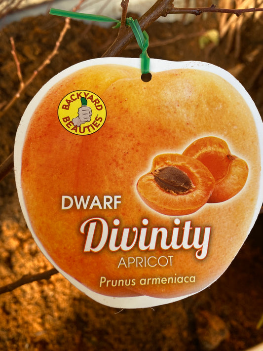 Dwarf Divinity Apricot