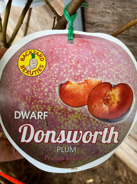 Dwarf Donsworth Plum