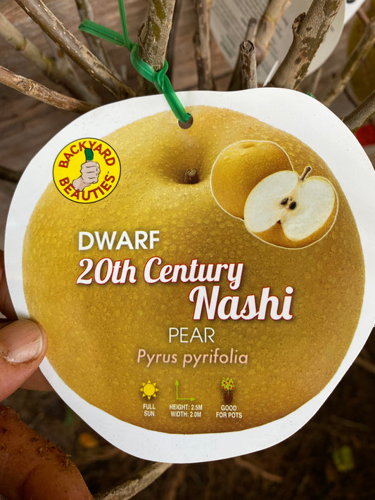 Dwarf 20th Century Nashi Pear