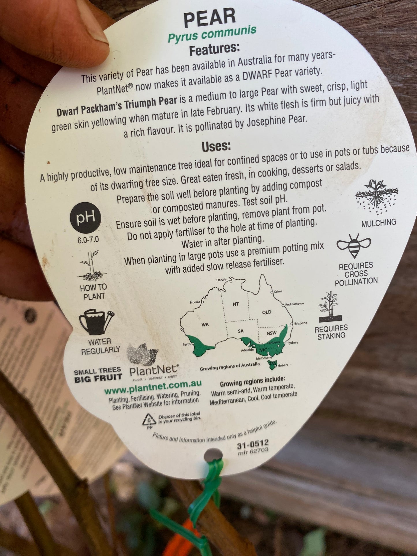 Dwarf Packham's Triumph Pear