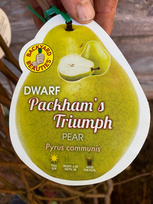 Dwarf Packham's Triumph Pear