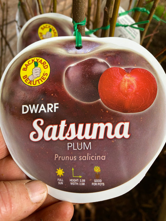 Dwarf Satsuma Plum