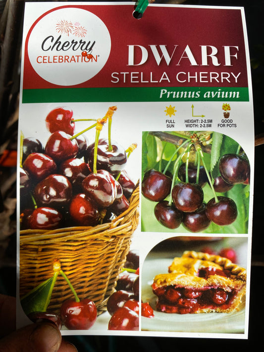 Dwarf Stella Cherry