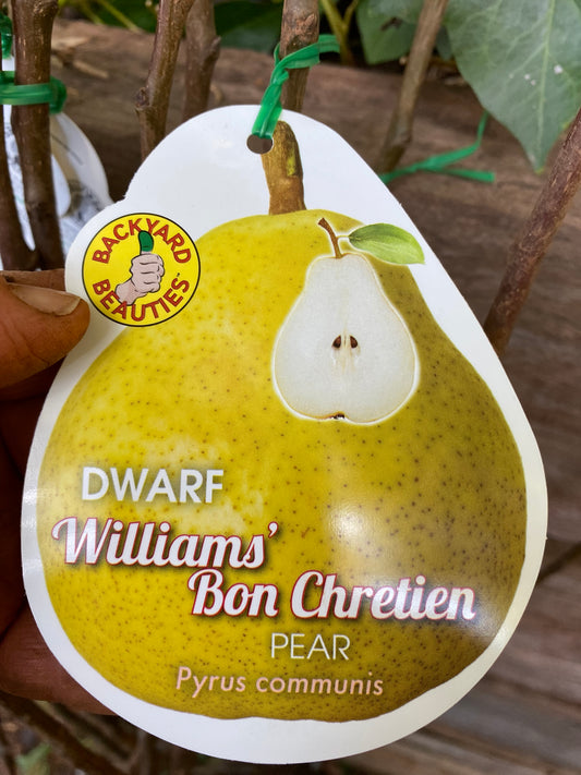 Dwarf Williams' Bon Chretien Pear