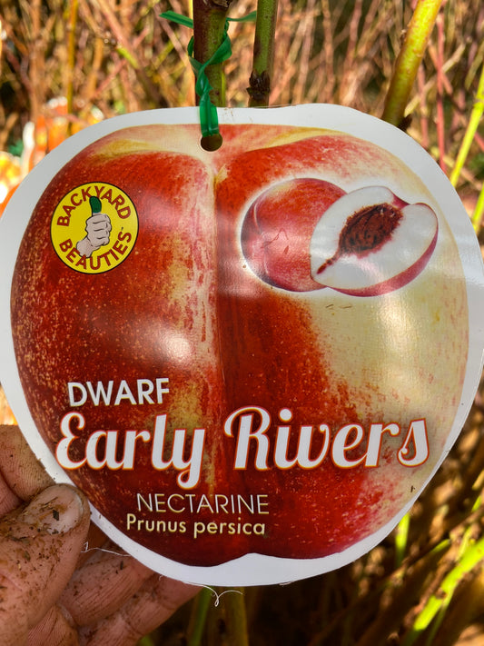 Dwarf Early Rivers Nectarine