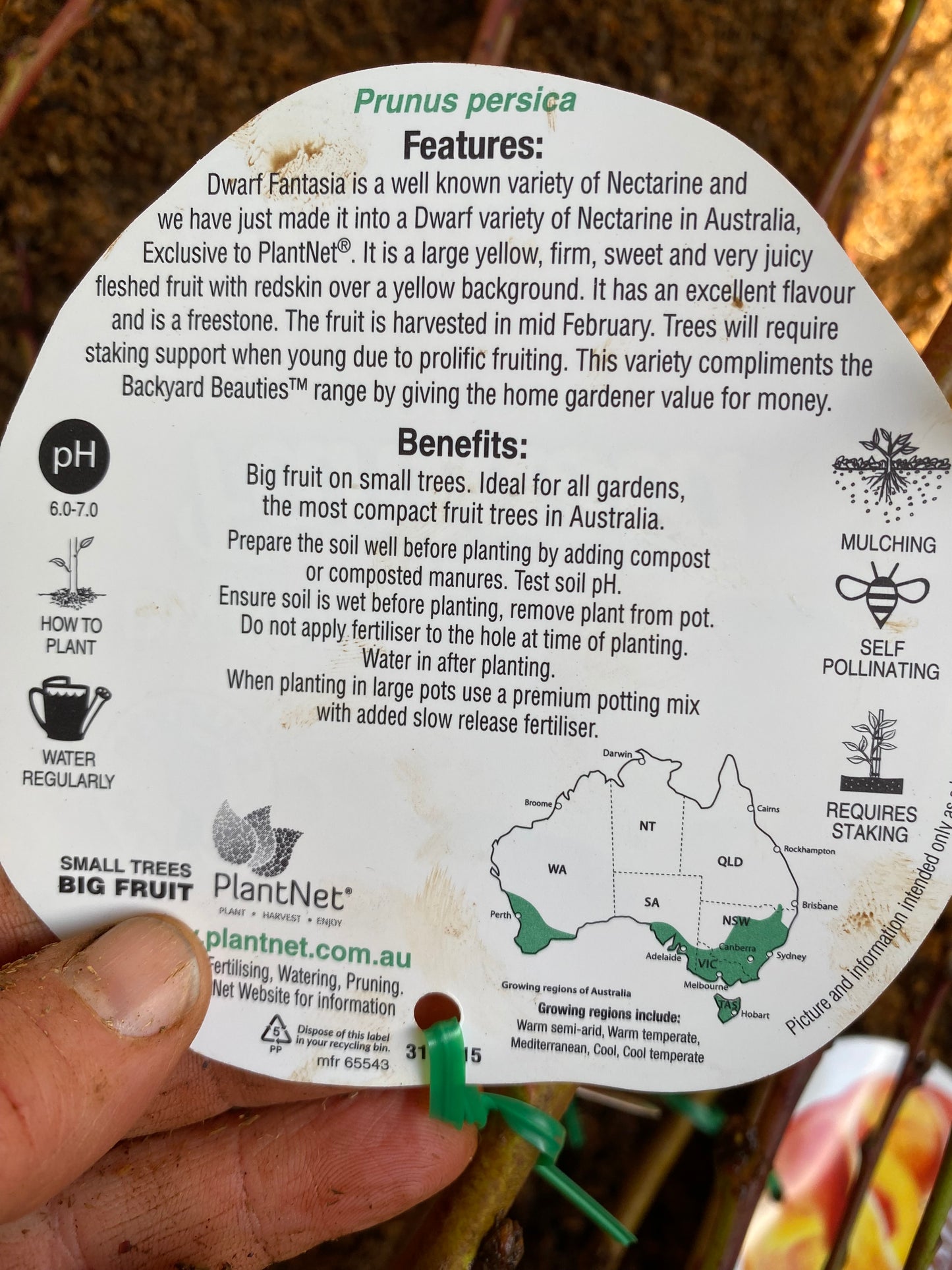 Dwarf Fantasia Nectarine