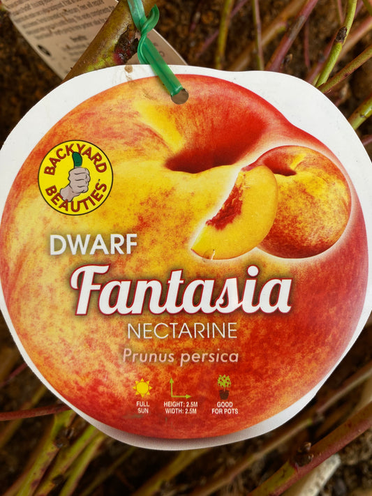 Dwarf Fantasia Nectarine