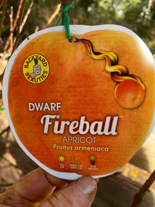 Dwarf Fireball Apricot