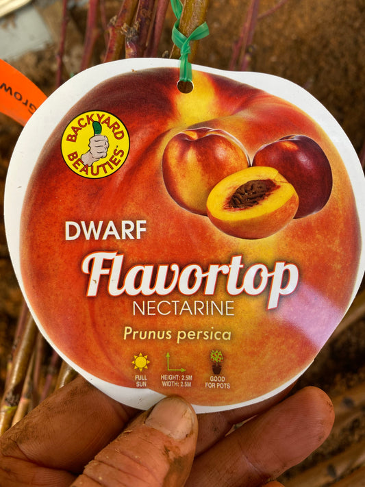 Dwarf Flavortop Nectarine