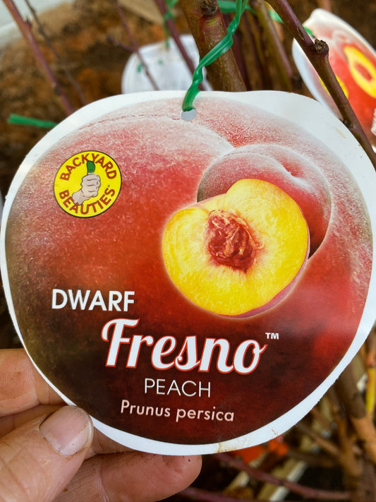 Dwarf Fresno™ Peach