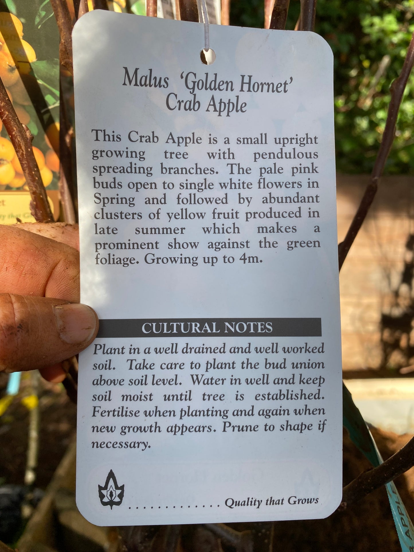 Golden Hornet Crab Apple