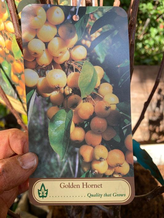 Golden Hornet Crab Apple