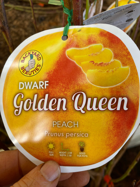 Dwarf Golden Queen Peach