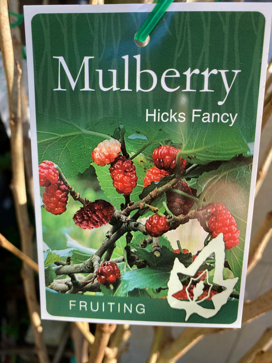 Hicks Fancy Mulberry