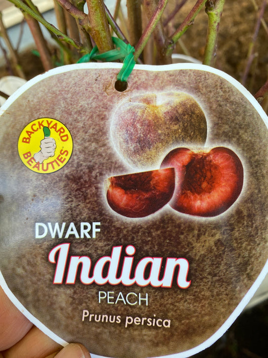 Dwarf Indian Peach