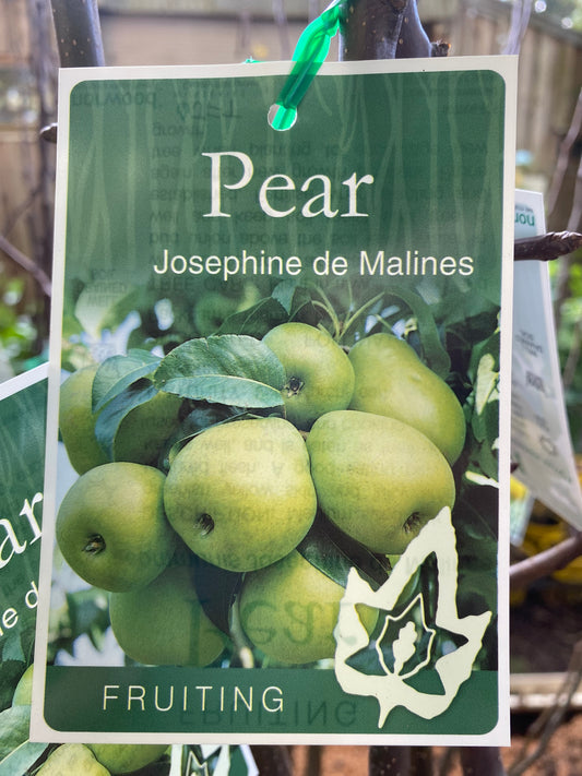 Josephine de Malines Pear