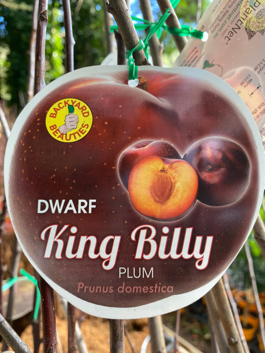 Dwarf King Billy Plum