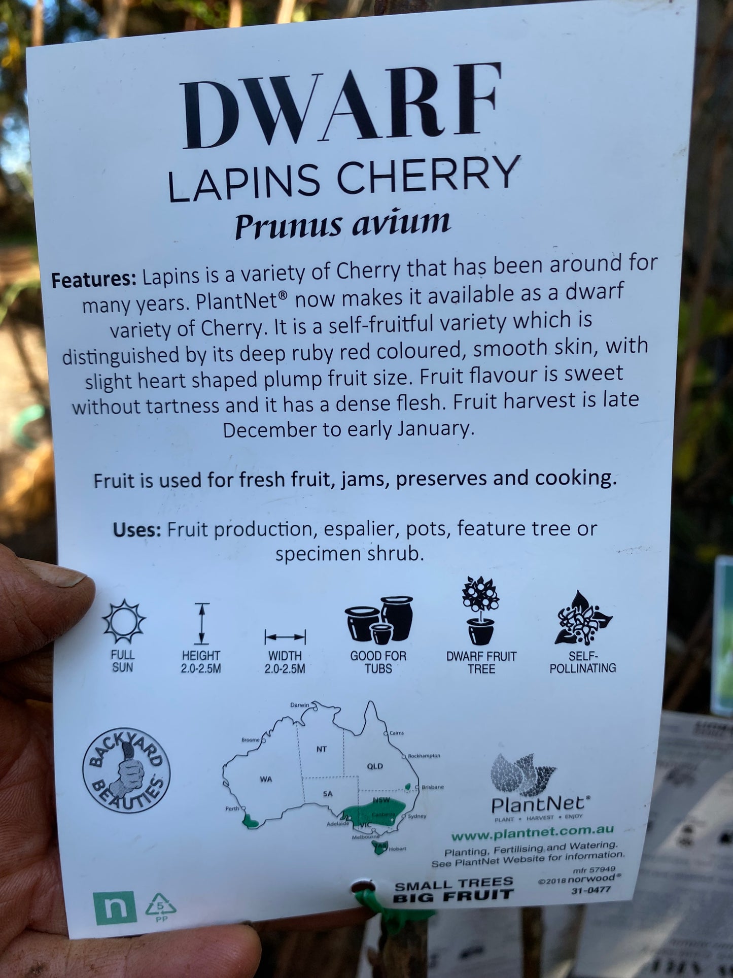 Dwarf Lapins Cherry