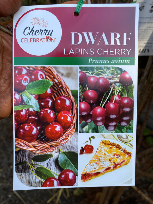 Dwarf Lapins Cherry