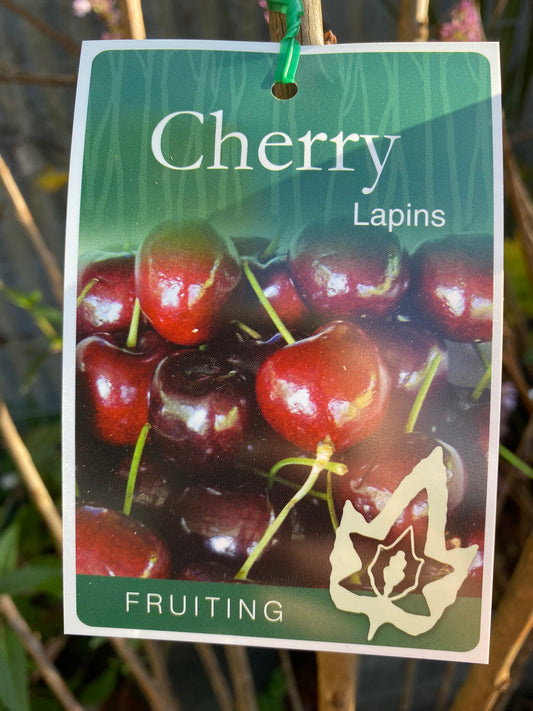 Lapins Cherry