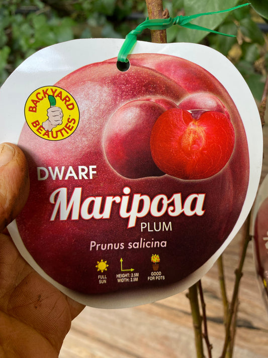 Dwarf Mariposa Plum