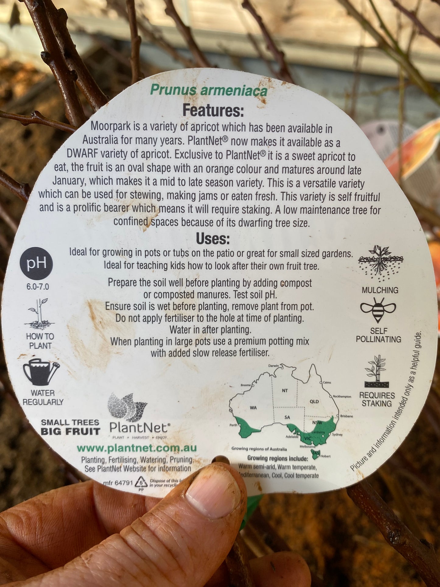 Dwarf Moorpark Apricot