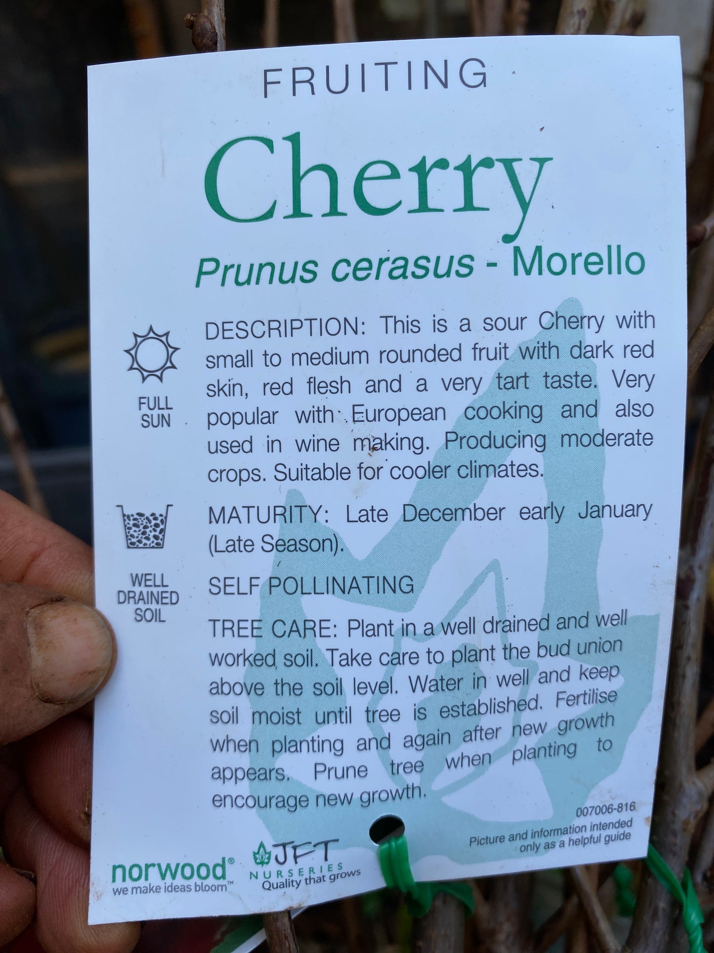 Morello Cherry