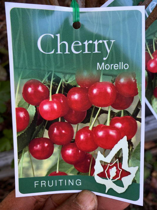 Morello Cherry