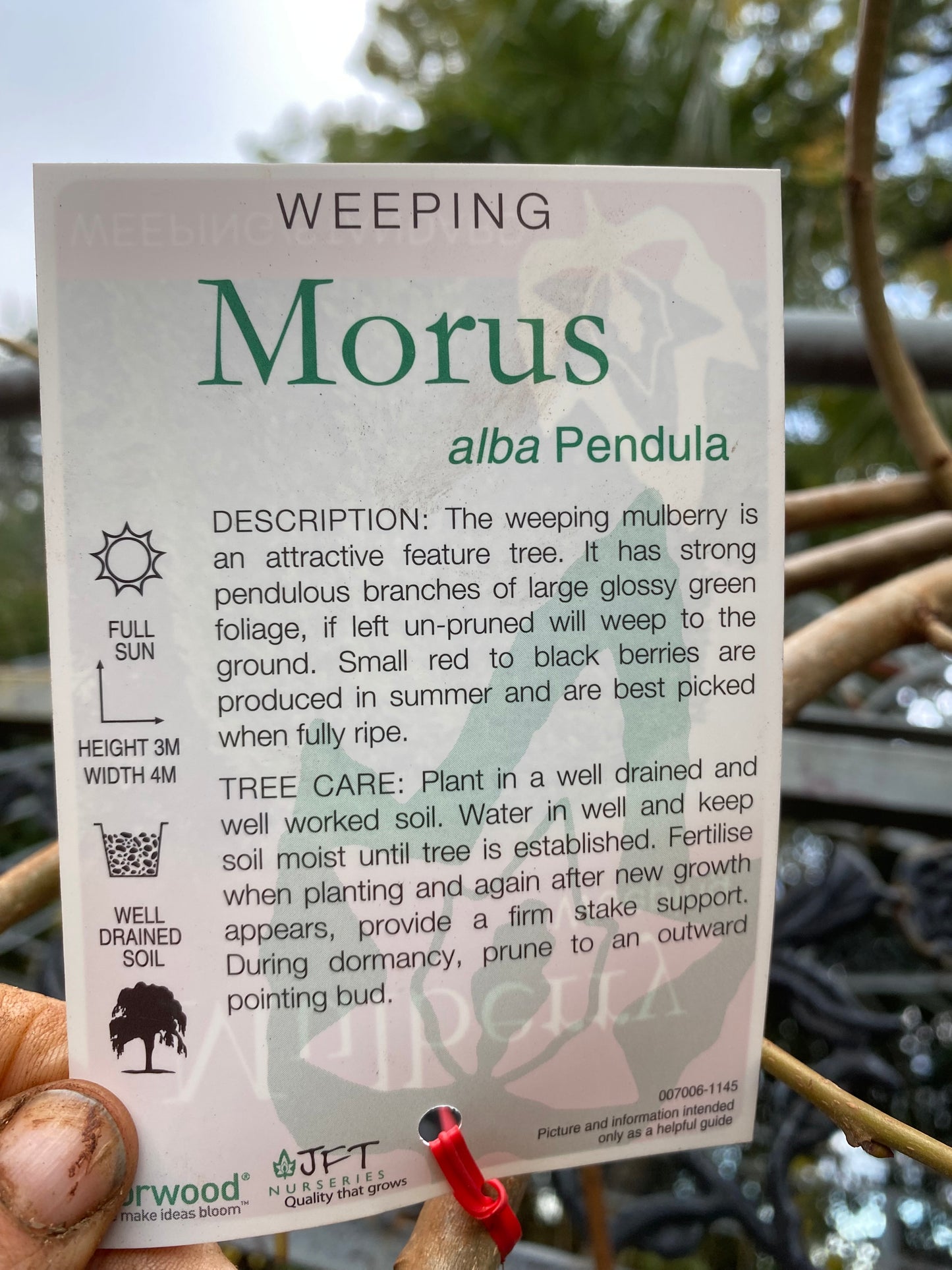 Weeping Mulberry