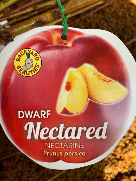 Dwarf Nectared Nectarine