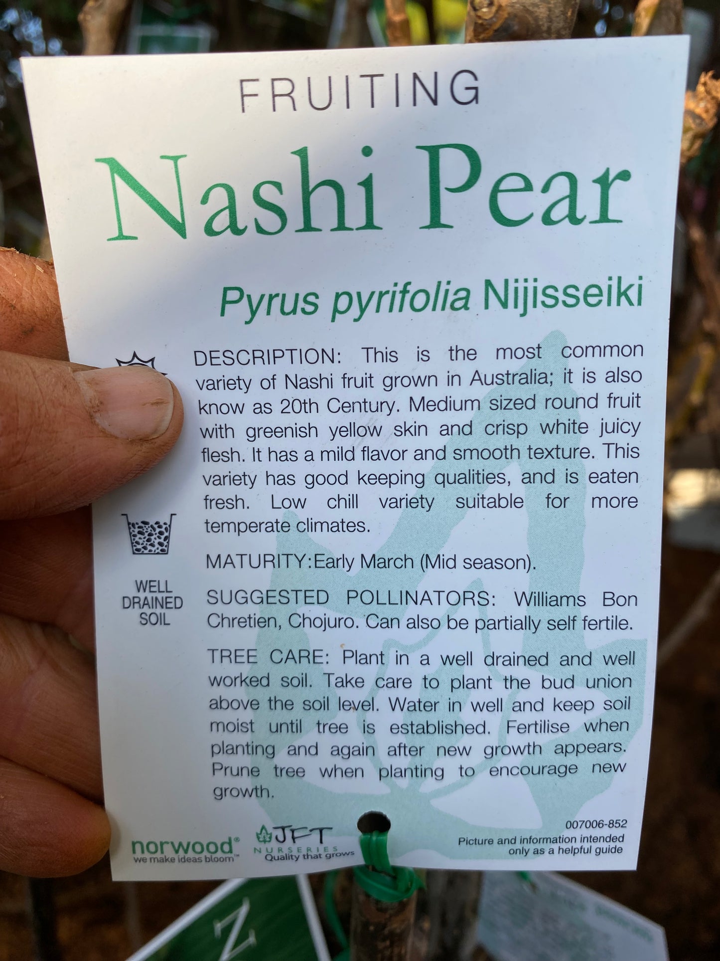 Nijisseiki Nashi Pear