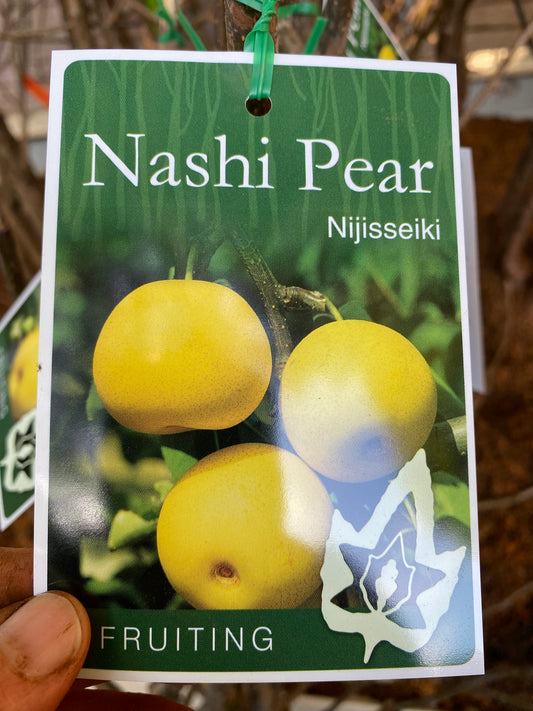 Nijisseiki Nashi Pear