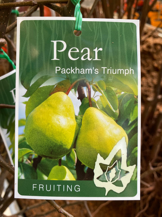 Packham's Triumph Pear
