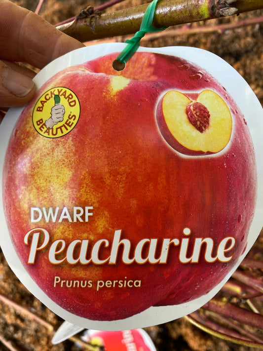 Dwarf Peacharine